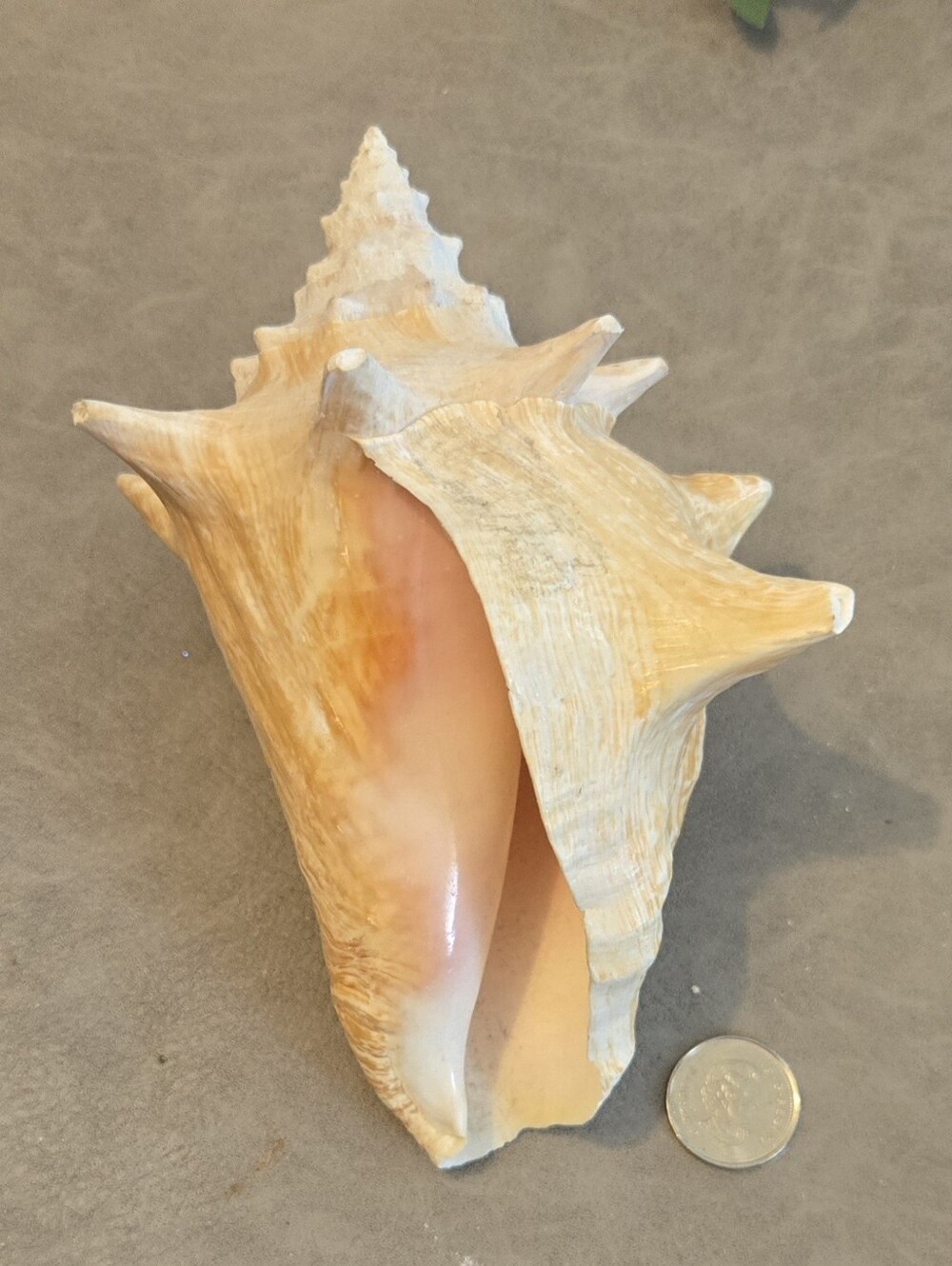 🐚 Queen Conch Shell Strombus gigas Mexico Collector Display